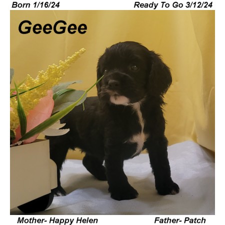 puppy, for, sale, Cocker Spaniel, Joe & Cherri  Overlease, dog, breeder, Miller, MO, dog-breeder, puppy-for-sale, forsale, nearby, find, puppyfind, locator, puppylocator, aca